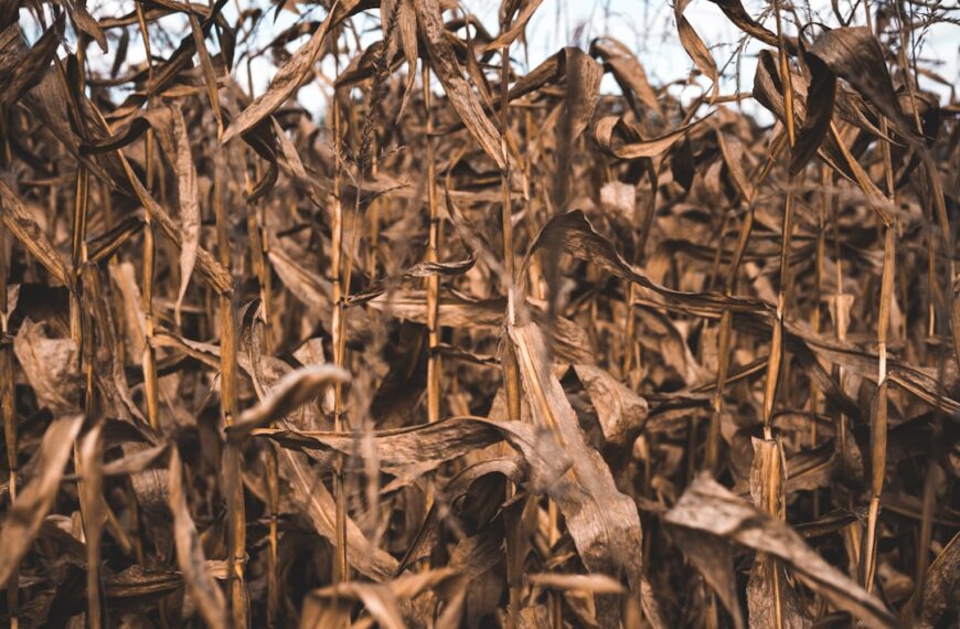 Photo Crop rotation