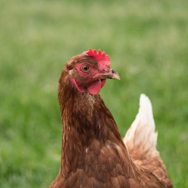 Photo Barnyard animals