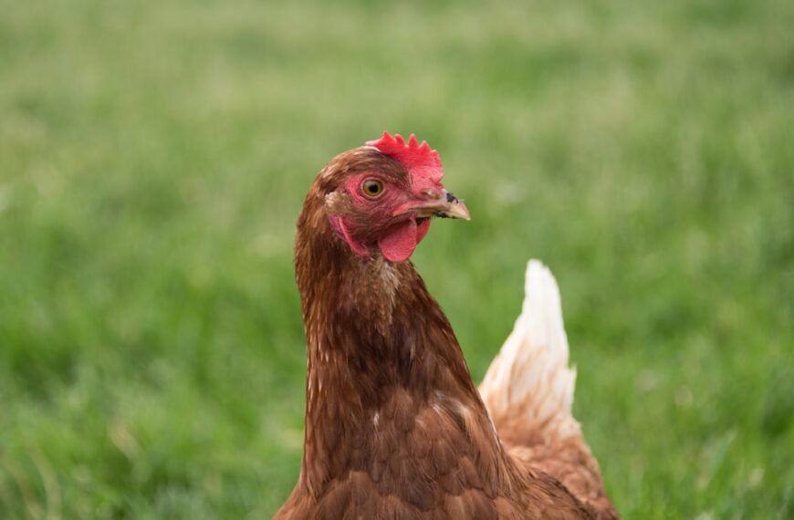 Photo Barnyard animals