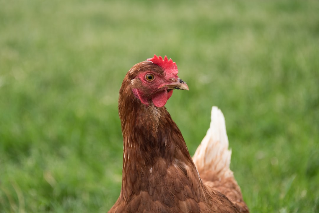 Photo Barnyard animals