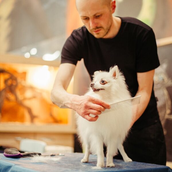 Photo Pet grooming