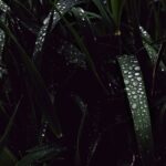 Photo Drip irrigation