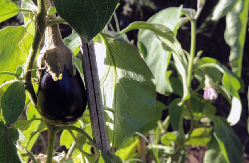 Photo Organic farming