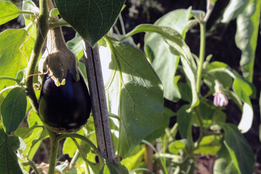 Photo Organic farming
