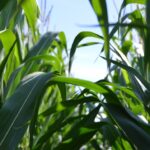 Photo Smart farming