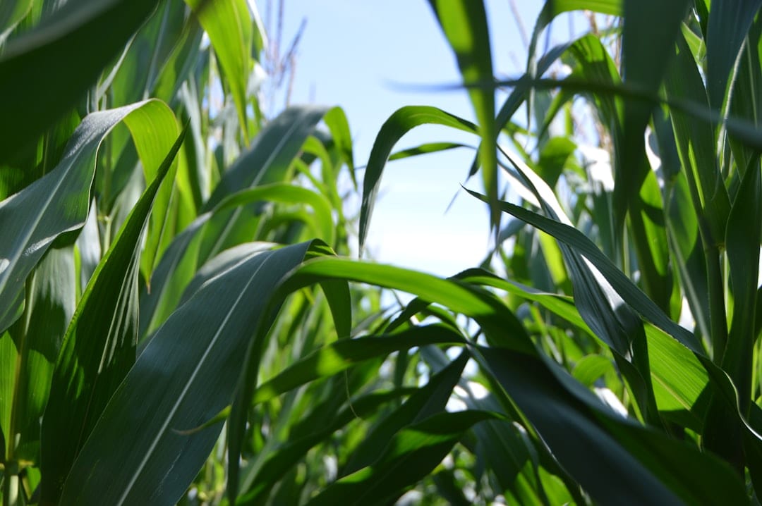 Photo Smart farming