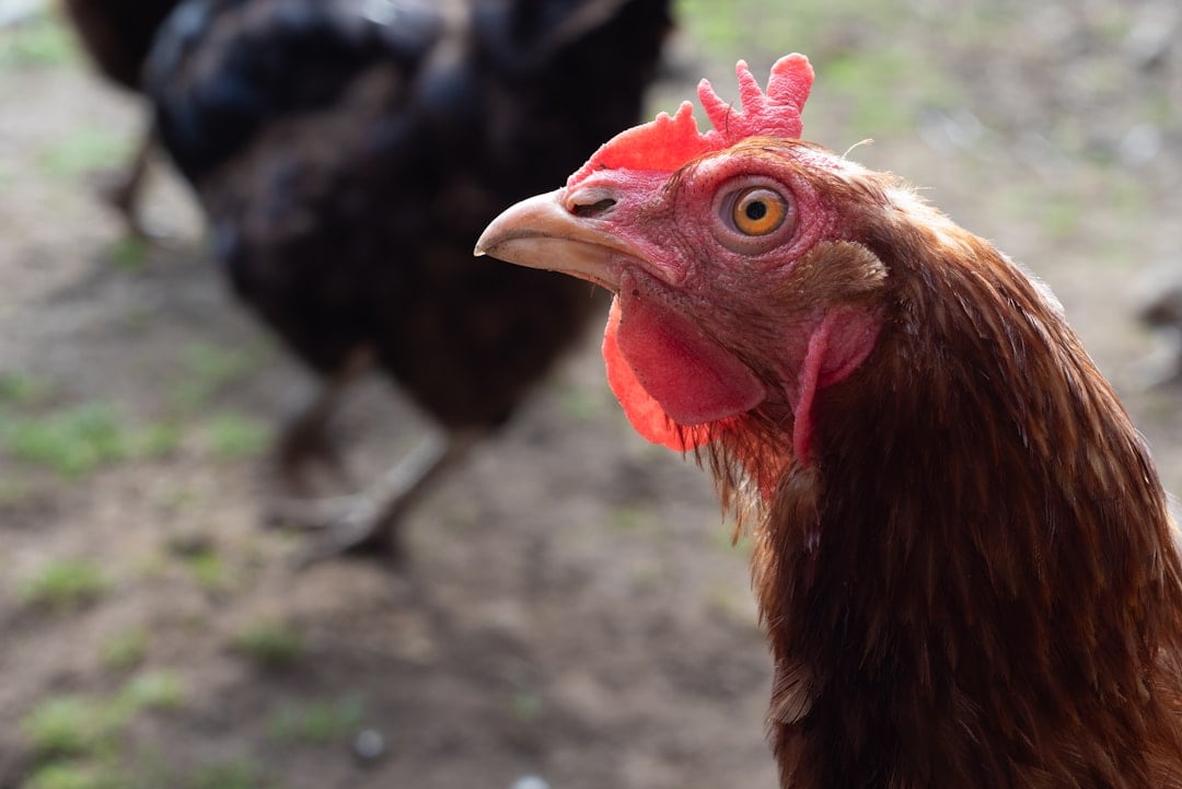 Photo Chicken farm