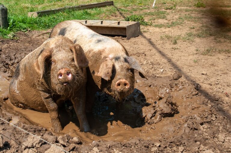 Photo Happy pigs