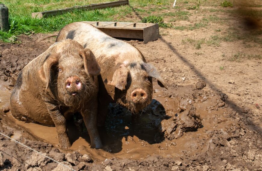 Photo Happy pigs