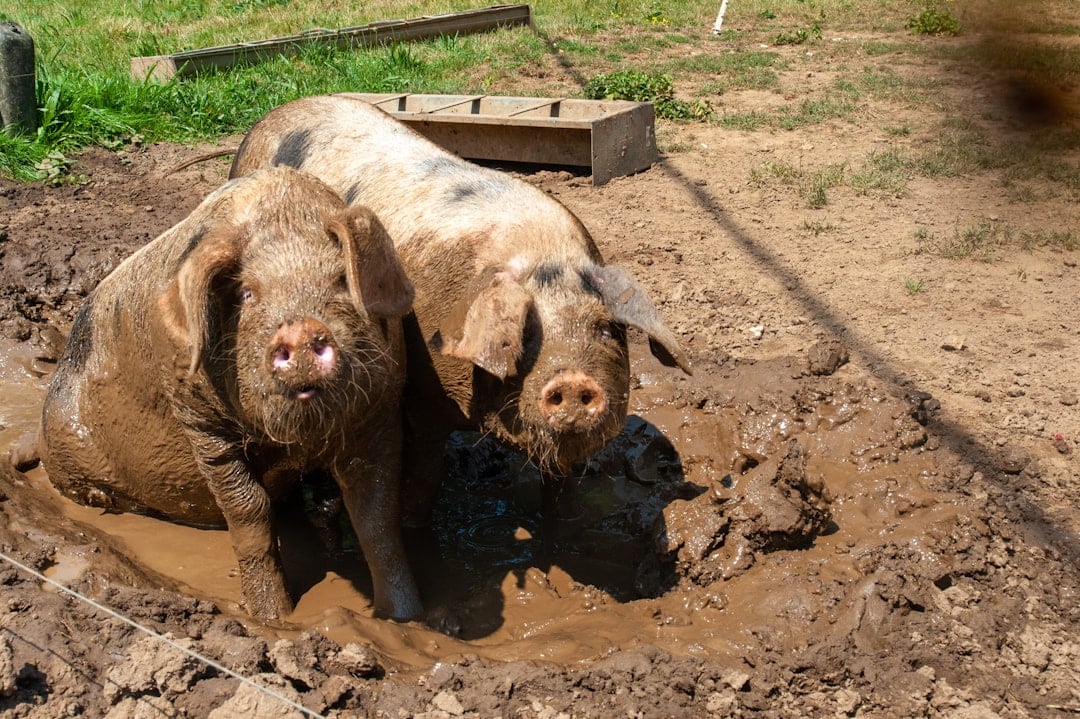 Photo Happy pigs