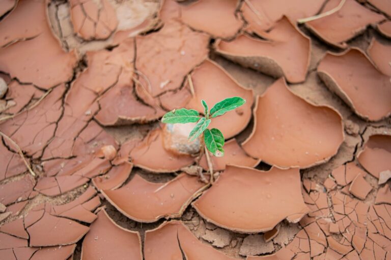 Photo Drought-stricken fields