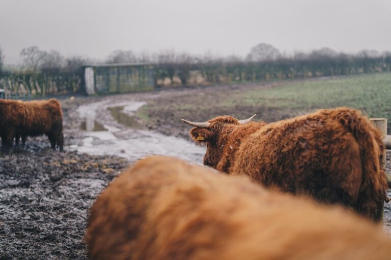 Photo Cattle breeds