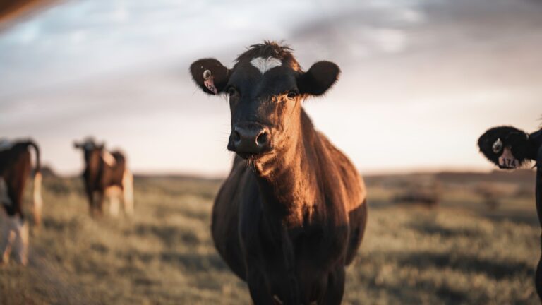 Photo Happy cows