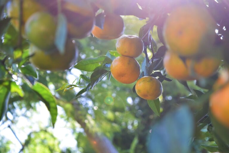 Photo Fruit orchard