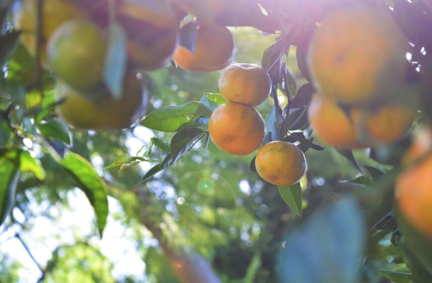Photo Fruit orchard