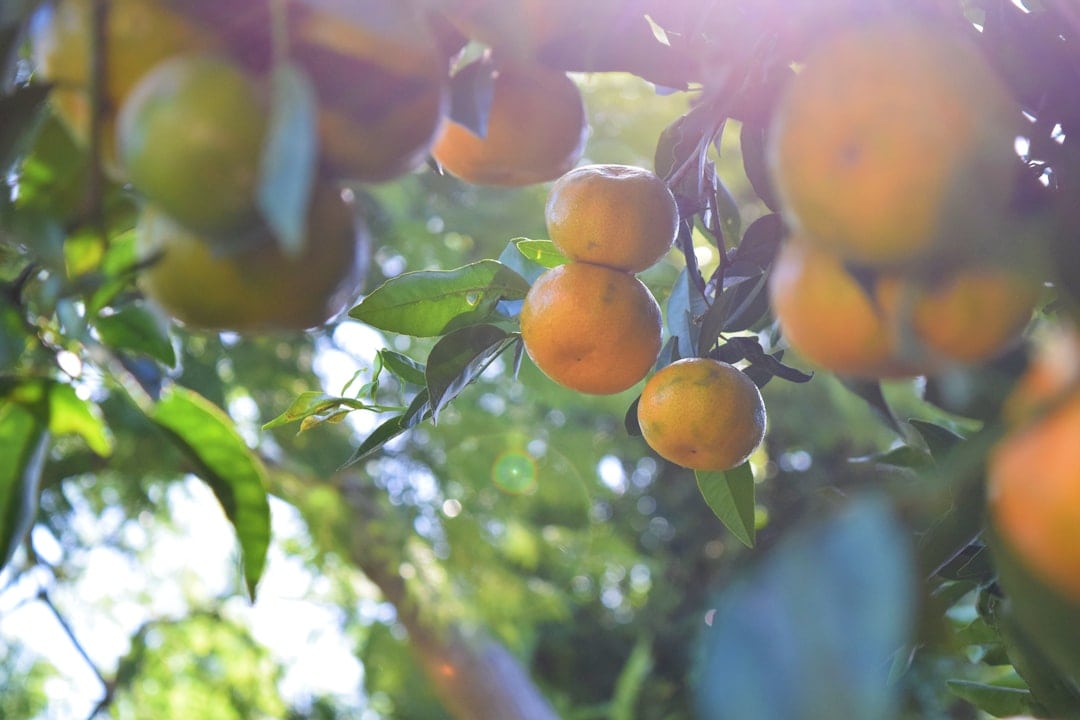 Photo Fruit orchard