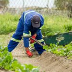 Photo Organic farm