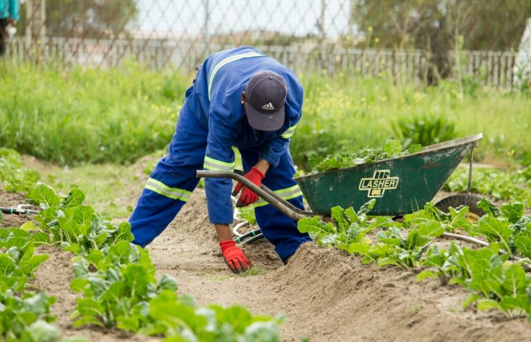 Photo Organic farm