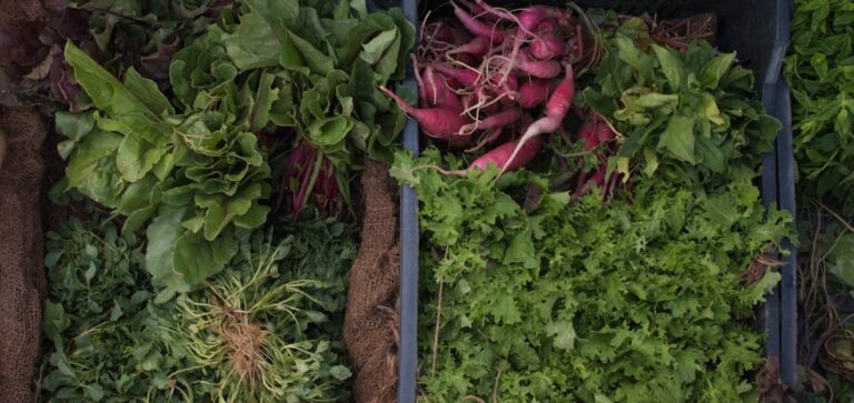 Photo Vertical farming