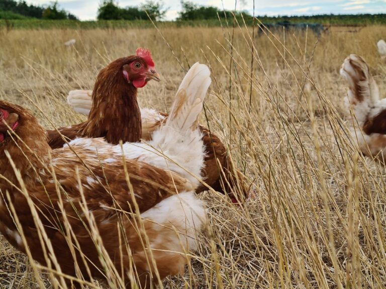 Photo Animal welfare