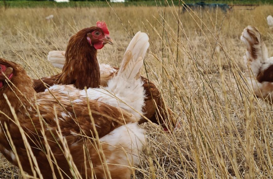 Photo Animal welfare
