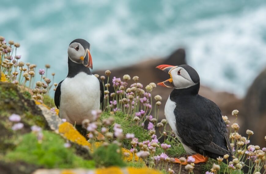 Photo Animal welfare