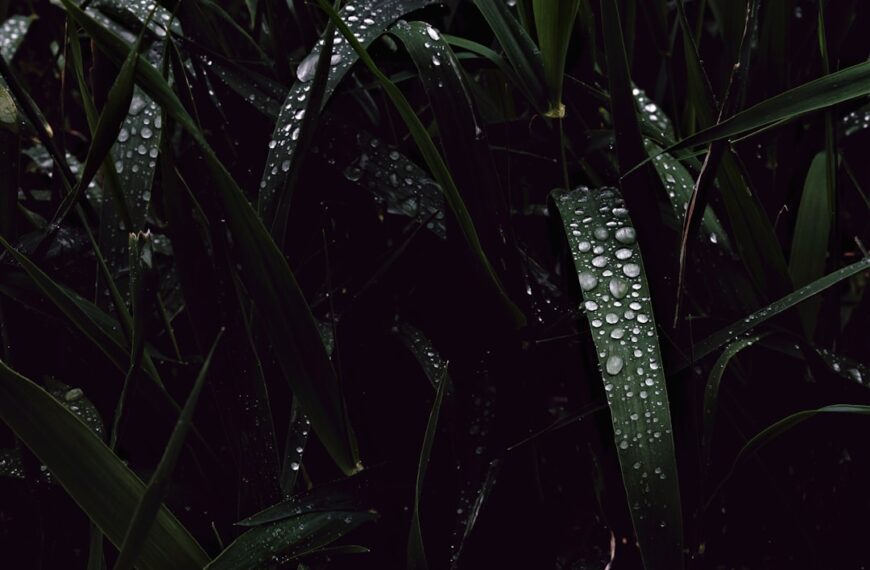 Photo Drip irrigation