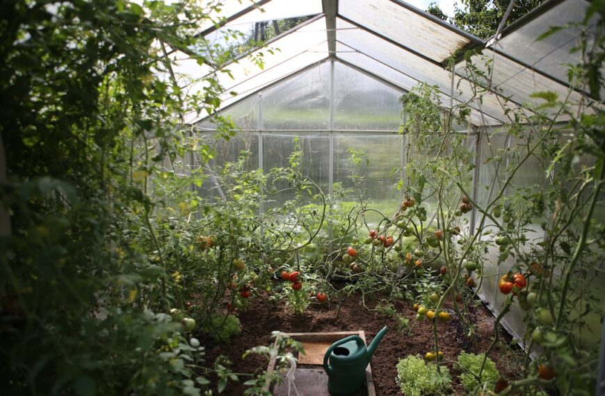 Photo Greenhouse farming